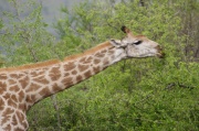 giraffe (17)